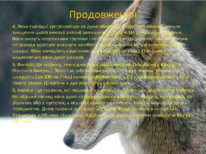 Продовження 4. Леви сьогодні зустрічаються на дуже обмеженій території. Безконтрольне знищення цього хижака значно