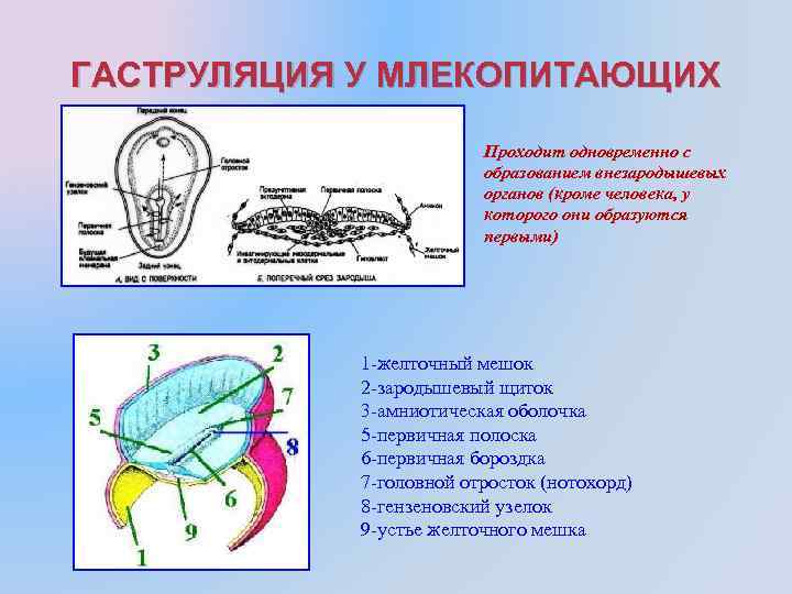 Ранний эмбриогенез человека внезародышевые органы