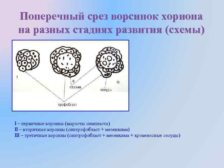 Развитие млекопитающих схема