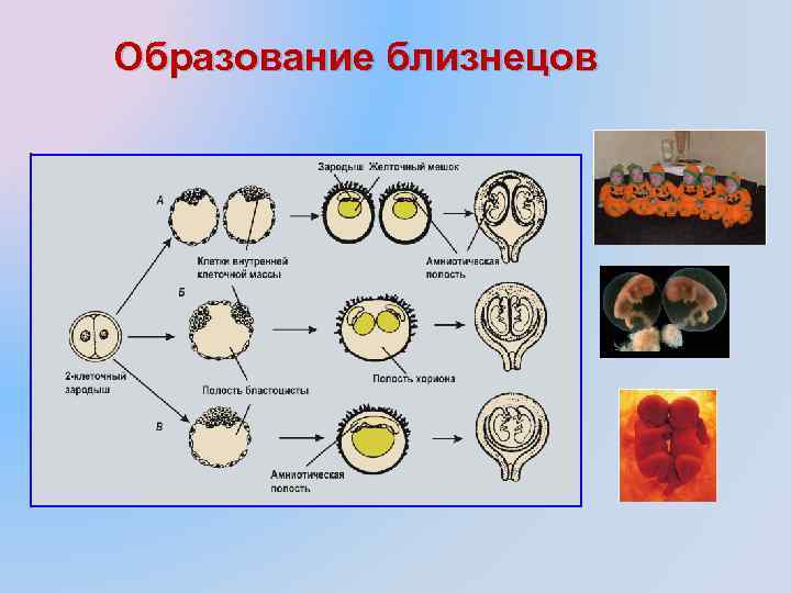 Образование близнецов 