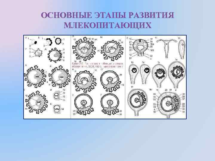 Рассмотрите рисунок 200 укажите особенности эмбрионального развития млекопитающих