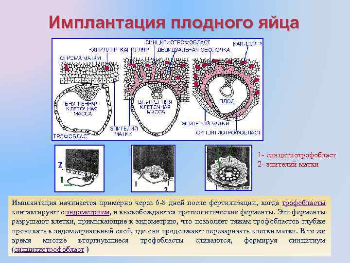 Оплодотворение происходит в маточной зигота имплантируется в стенку где развивается многоклеточный