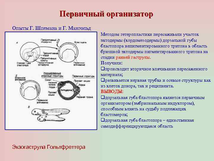 Эмбриональная индукция это в биологии