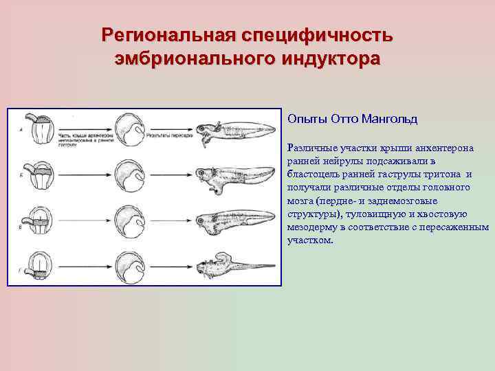 Региональная специфичность эмбрионального индуктора Опыты Отто Мангольд Различные участки крыши анхентерона ранней нейрулы подсаживали