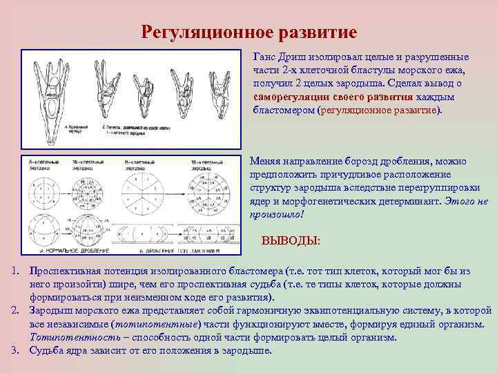 Регуляционное развитие Ганс Дриш изолировал целые и разрушенные части 2 -х клеточной бластулы морского