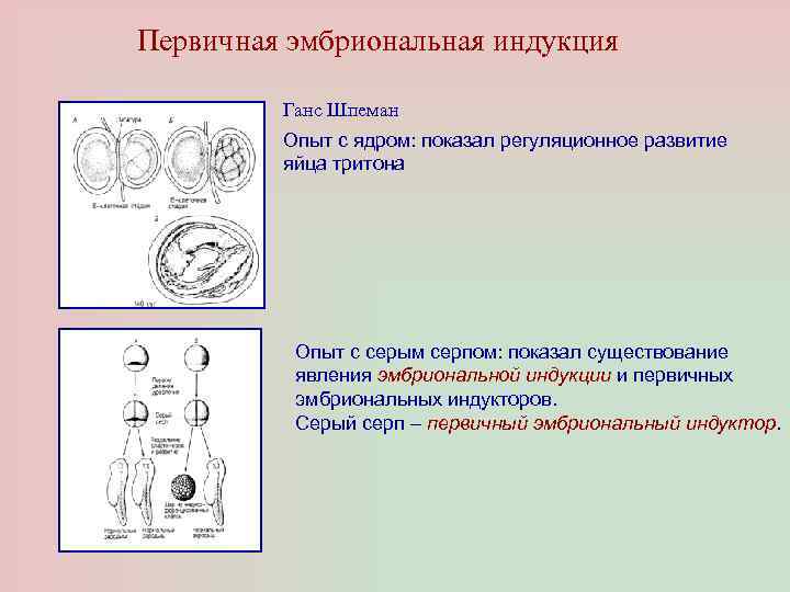 Эмбриональная индукция схема