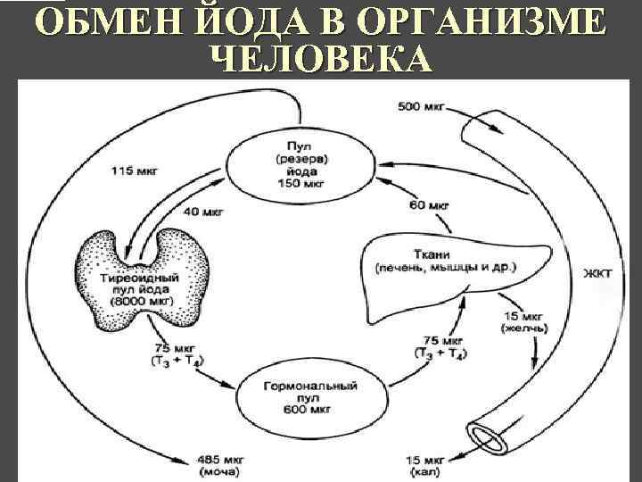 Схема усвоения и транспорта железа в организме биохимия