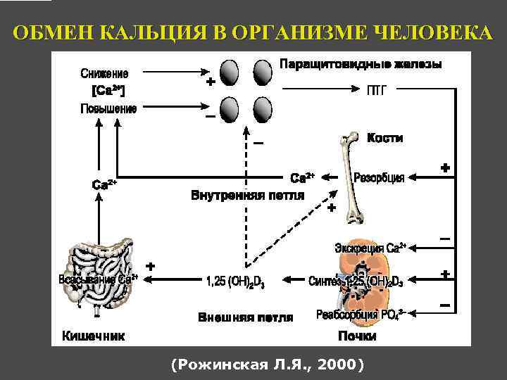 ОБМЕН КАЛЬЦИЯ В ОРГАНИЗМЕ ЧЕЛОВЕКА (Рожинская Л. Я. , 2000) 