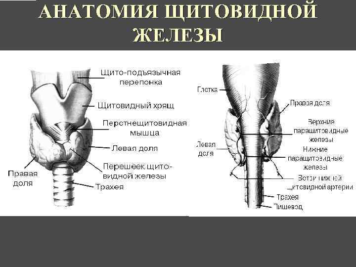 АНАТОМИЯ ЩИТОВИДНОЙ ЖЕЛЕЗЫ 