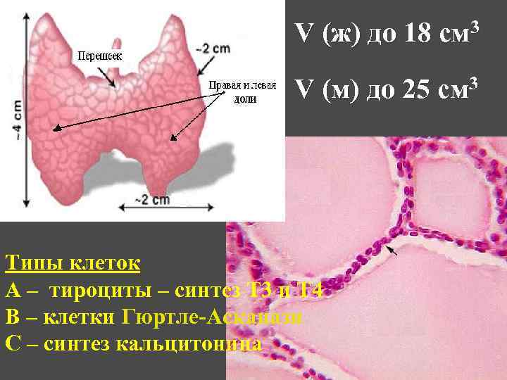 V (ж) до 18 см 3 V (м) до 25 см 3 Типы клеток