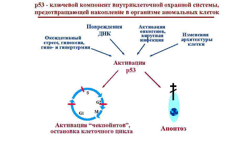 р53 - ключевой компонент внутриклеточной охранной системы, предотвращающей накопление в организме аномальных клеток Повреждения