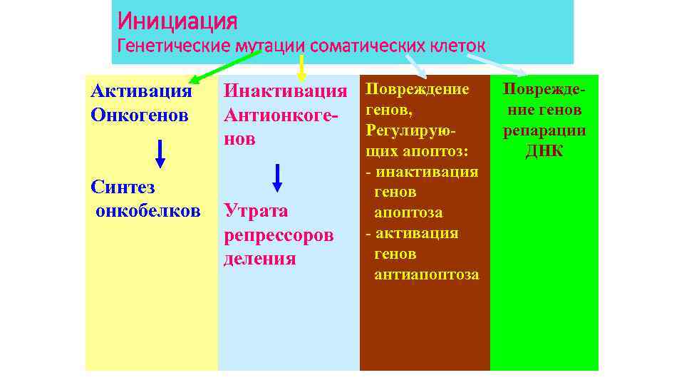 Инициация Генетические мутации соматических клеток Активация Онкогенов Синтез онкобелков Инактивация Повреждение Антионкоге- генов, Регулируюнов