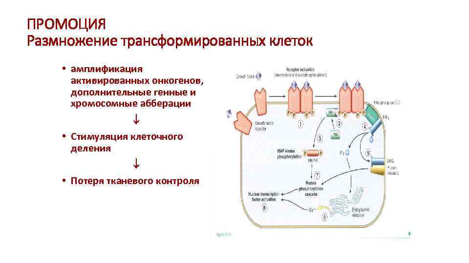 ПРОМОЦИЯ Размножение трансформированных клеток • амплификация активированных онкогенов, дополнительные генные и хромосомные абберации •