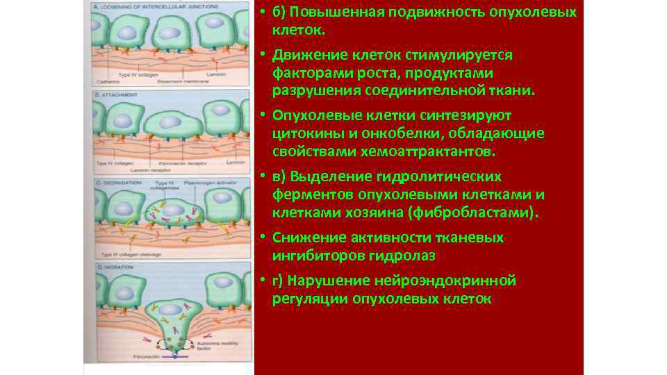  • б) Повышенная подвижность опухолевых клеток. • Движение клеток стимулируется факторами роста, продуктами