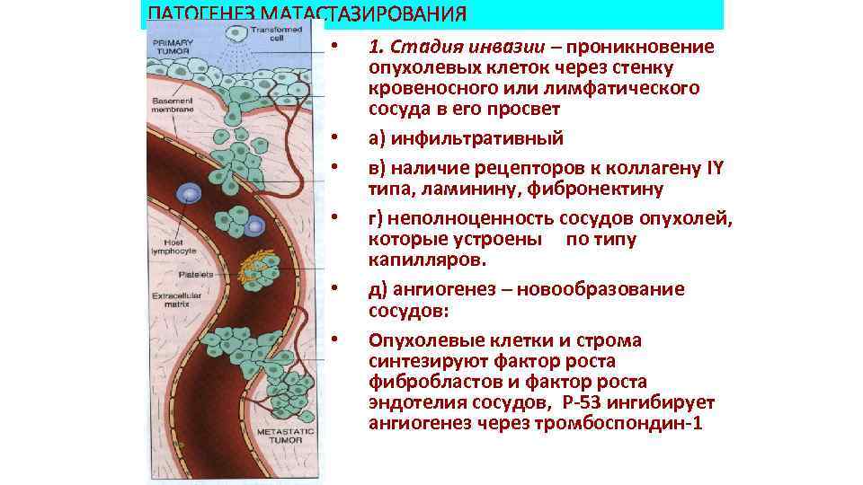 ПАТОГЕНЕЗ МАТАСТАЗИРОВАНИЯ • 1. Стадия инвазии – проникновение опухолевых клеток через стенку кровеносного или