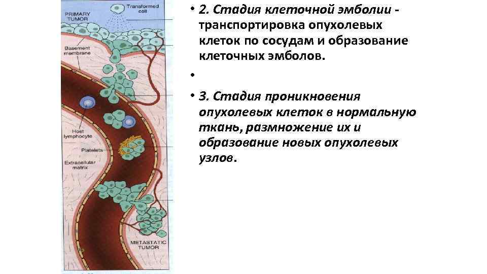  • 2. Стадия клеточной эмболии транспортировка опухолевых клеток по сосудам и образование клеточных