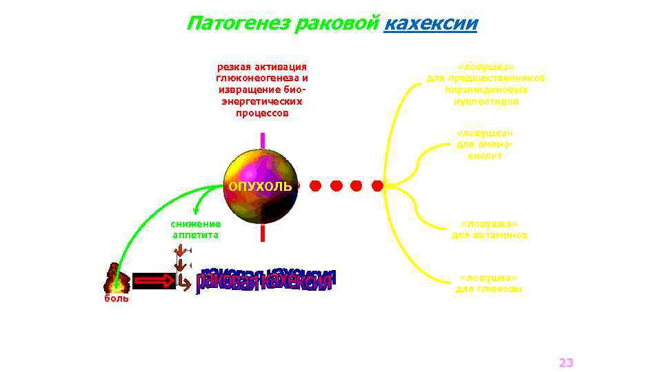 Схема патогенеза раковой кахексии патофизиология