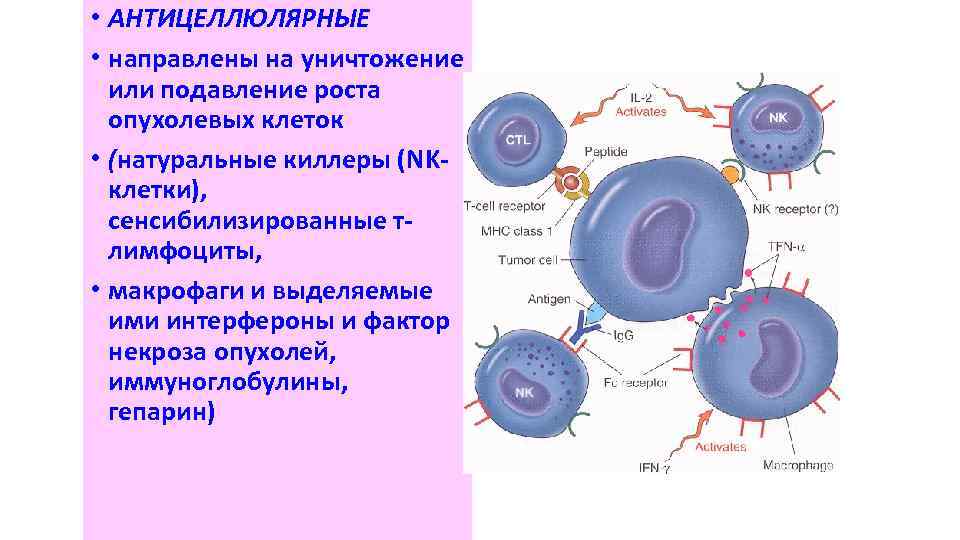  • АНТИЦЕЛЛЮЛЯРНЫЕ • направлены на уничтожение или подавление роста опухолевых клеток • (натуральные