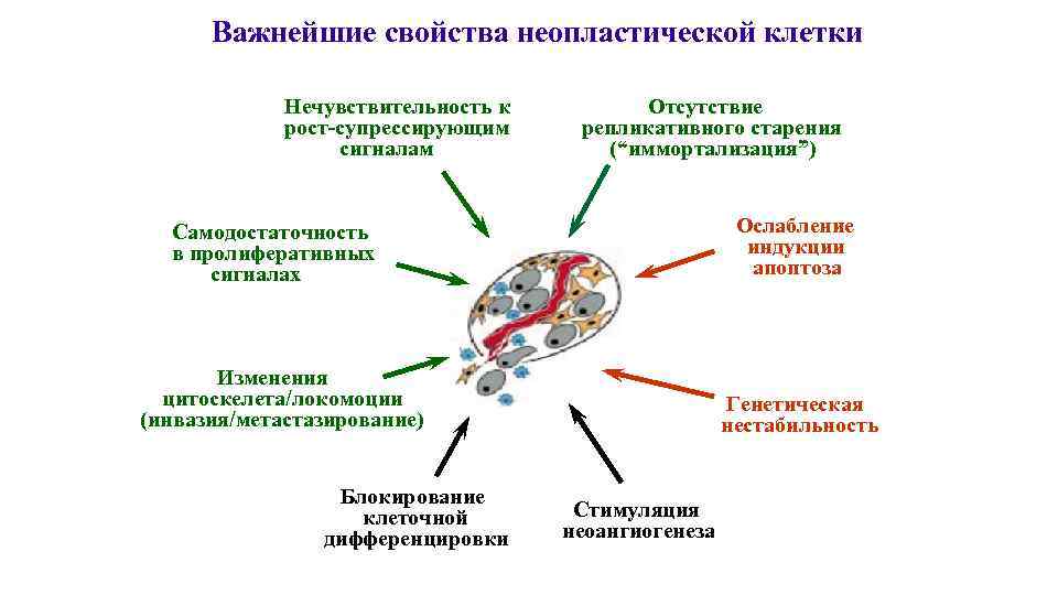 Важнейшие свойства неопластической клетки Нечувствительность к рост-супрессирующим сигналам Отсутствие репликативного старения (“иммортализация”) Ослабление индукции