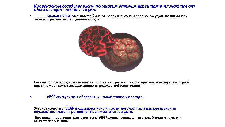 Кровеносные сосуды опухоли по многим важным аспектам отличаются от обычных кровеносных сосудов • Блокада