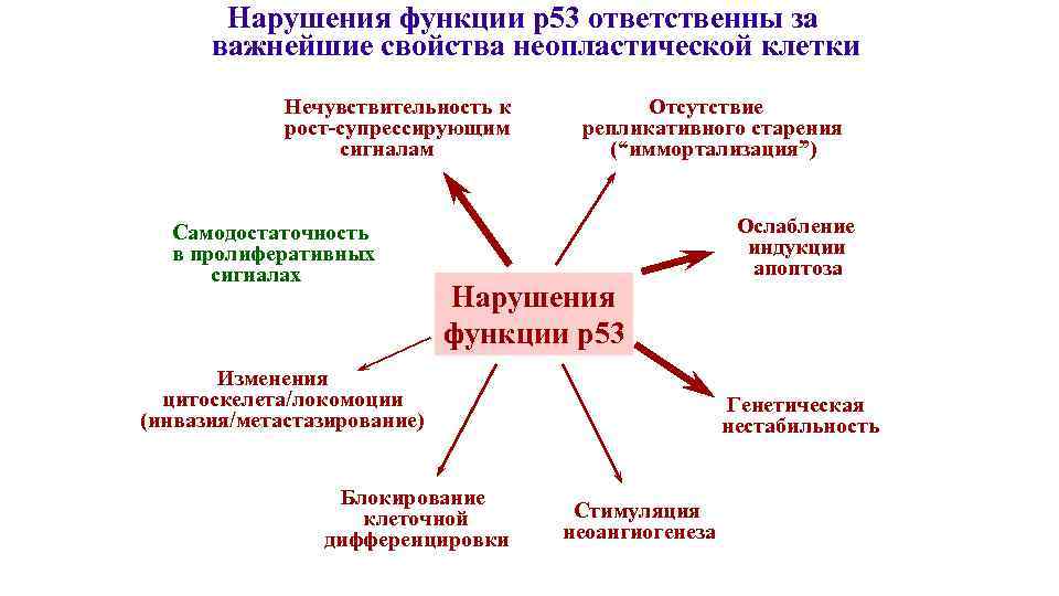 Нарушения функции р53 ответственны за важнейшие свойства неопластической клетки Нечувствительность к рост-супрессирующим сигналам Самодостаточность