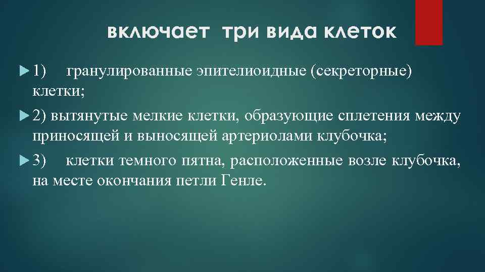 включает три вида клеток 1) гранулированные эпителиоидные (секреторные) клетки; 2) вытянутые мелкие клетки, образующие