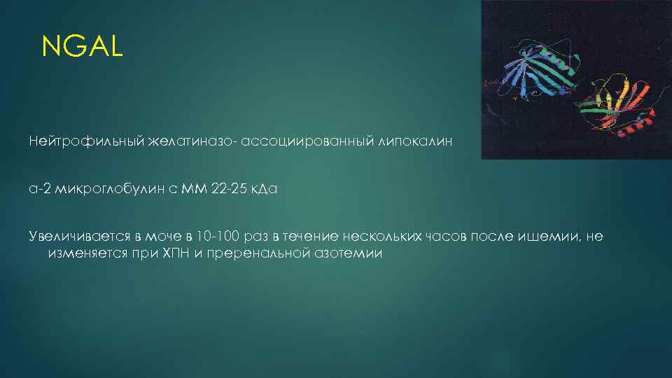 NGAL Нейтрофильный желатиназо- ассоциированный липокалин α-2 микроглобулин с ММ 22 -25 к. Да Увеличивается