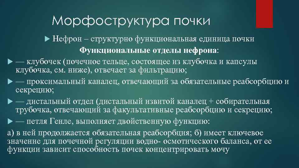 Морфоструктура почки Нефрон – структурно функциональная единица почки Функциональные отделы нефрона: — клубочек (почечное