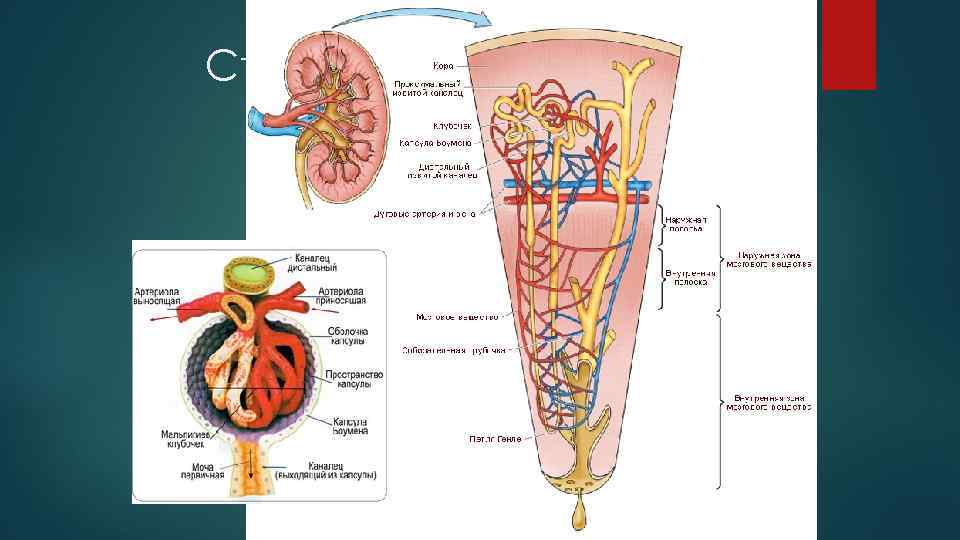 Строение нефрона 