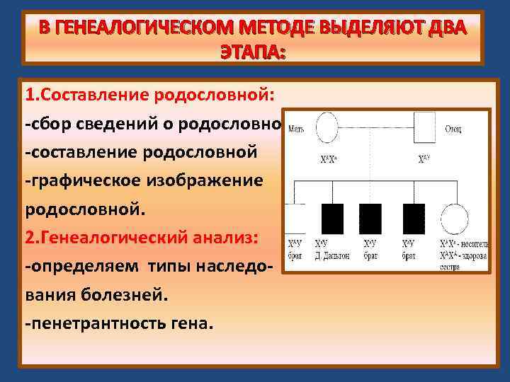 В ГЕНЕАЛОГИЧЕСКОМ МЕТОДЕ ВЫДЕЛЯЮТ ДВА ЭТАПА: 1. Составление родословной: -сбор сведений о родословной. -составление