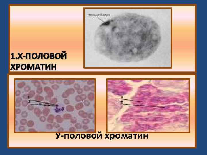 1. Х-ПОЛОВОЙ ХРОМАТИН У-половой хроматин 