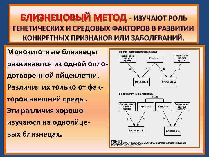 Сущность близнецового метода. Близнецовый метод генетика. Основная схема Близнецового метода.