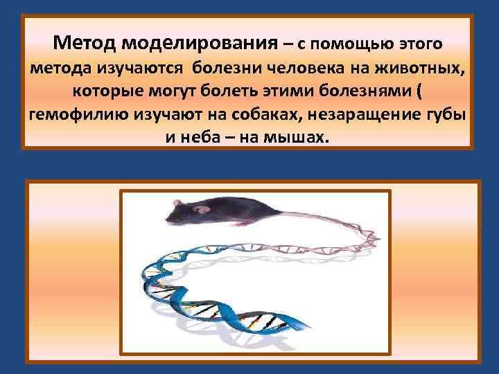 Метод моделирования – с помощью этого метода изучаются болезни человека на животных, которые могут