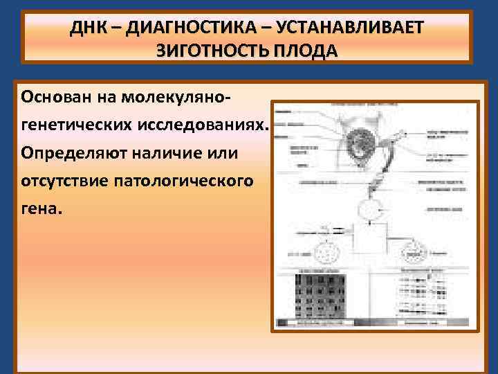 ДНК – ДИАГНОСТИКА – УСТАНАВЛИВАЕТ ЗИГОТНОСТЬ ПЛОДА Основан на молекуляногенетических исследованиях. Определяют наличие или