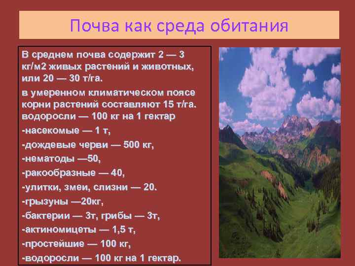 Почва как среда обитания В среднем почва содержит 2 — 3 кг/м 2 живых