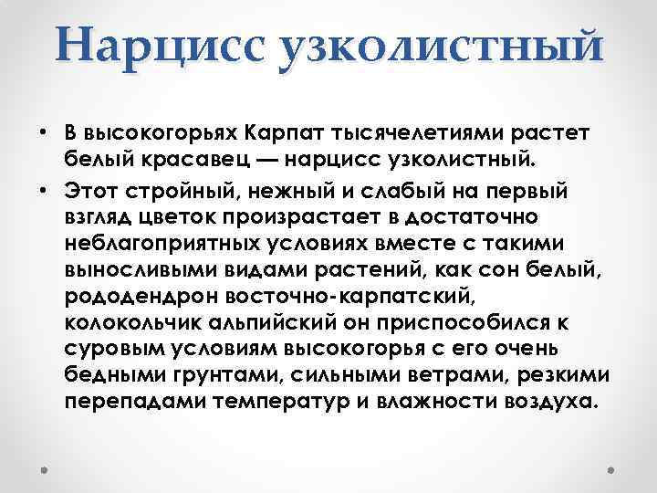 Нарцисс узколистный • В высокогорьях Карпат тысячелетиями растет белый красавец — нарцисс узколистный. •