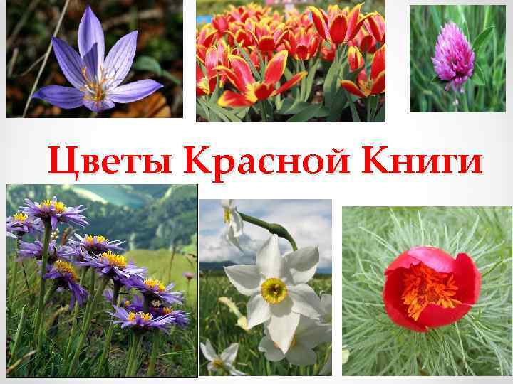 Цветы Красной Книги 