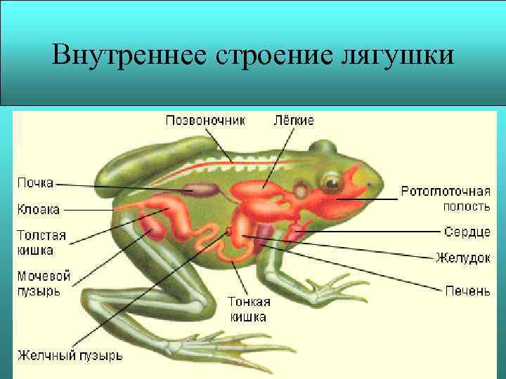 Внутреннее строение лягушки 