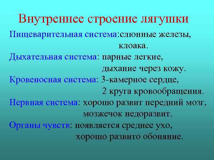 Внутреннее строение лягушки Пищеварительная система: слюнные железы, клоака. Дыхательная система: парные легкие, дыхание через