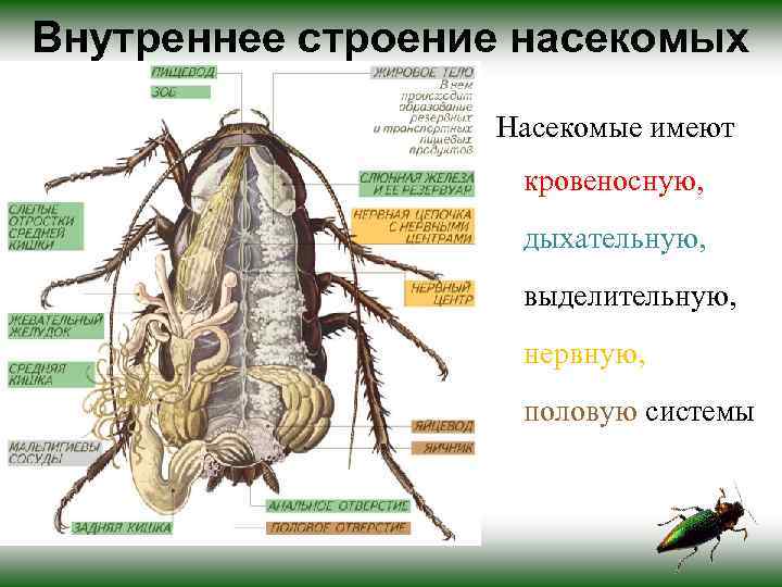 Внутреннее строение насекомых Насекомые имеют кровеносную, дыхательную, выделительную, нервную, половую системы 