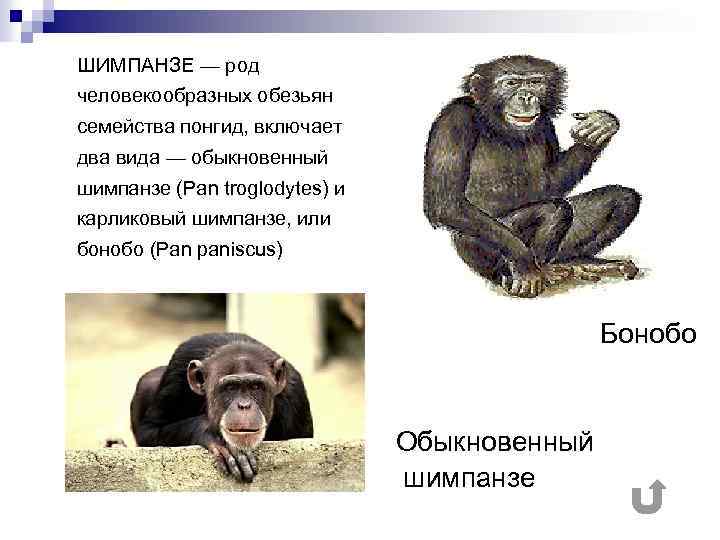 Шимпанзе какой род в русском языке