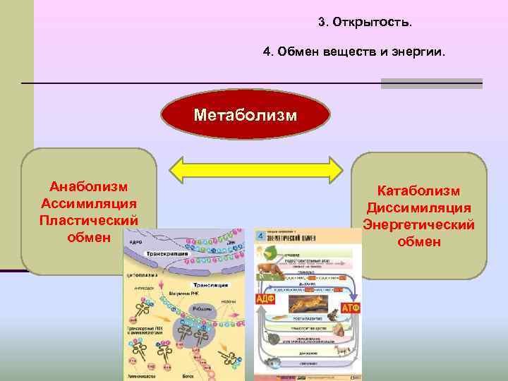 3. Открытость. 4. Обмен веществ и энергии. Метаболизм Анаболизм Ассимиляция Пластический обмен Катаболизм Диссимиляция