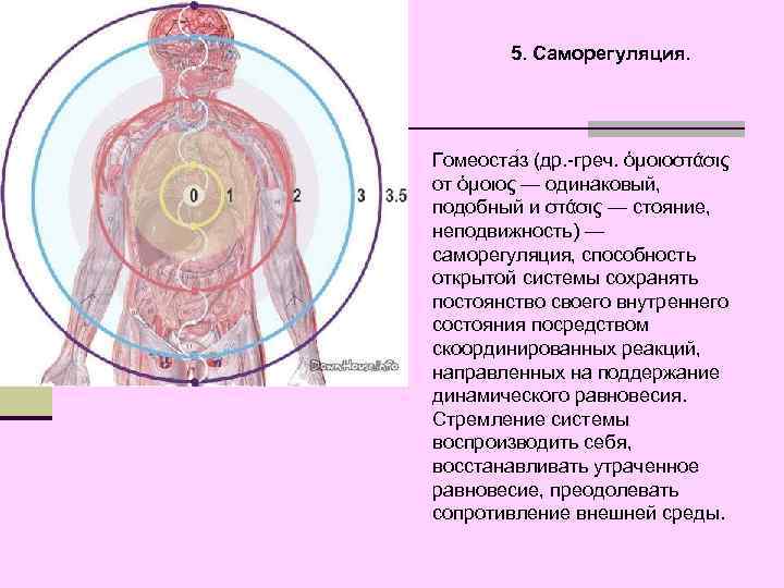 5. Саморегуляция. Гомеоста з (др. -греч. ὁμοιοστάσις от ὁμοιος — одинаковый, подобный и στάσις