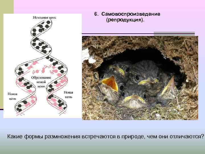 6. Самовоспроизведение (репродукция). Какие формы размножения встречаются в природе, чем они отличаются? 