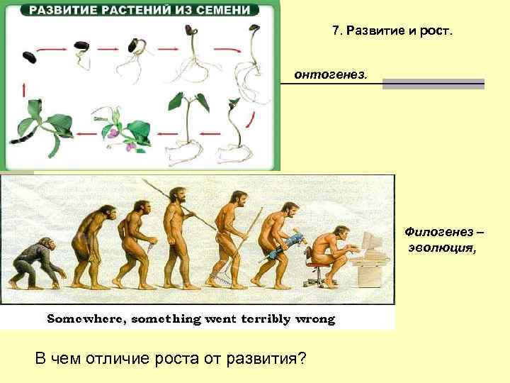 7. Развитие и рост. онтогенез. Филогенез – эволюция, В чем отличие роста от развития?