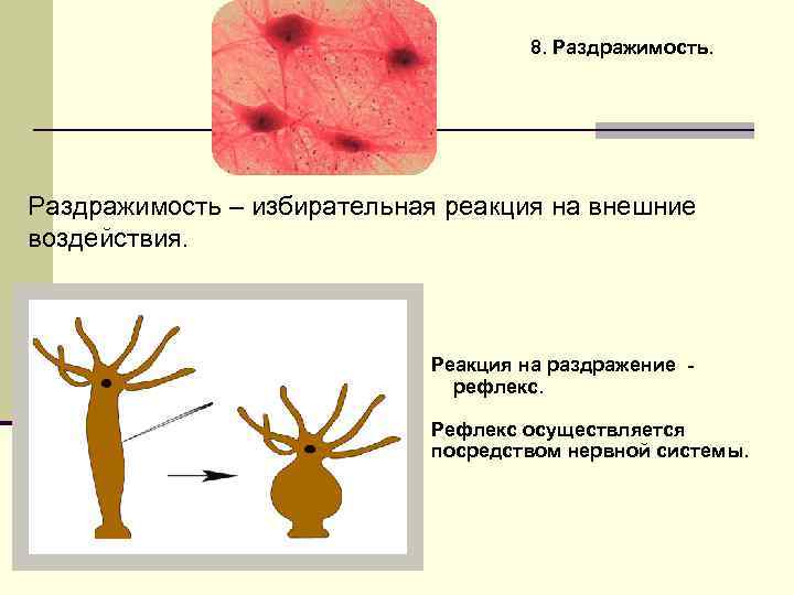 8. Раздражимость – избирательная реакция на внешние воздействия. Реакция на раздражение рефлекс. Рефлекс осуществляется