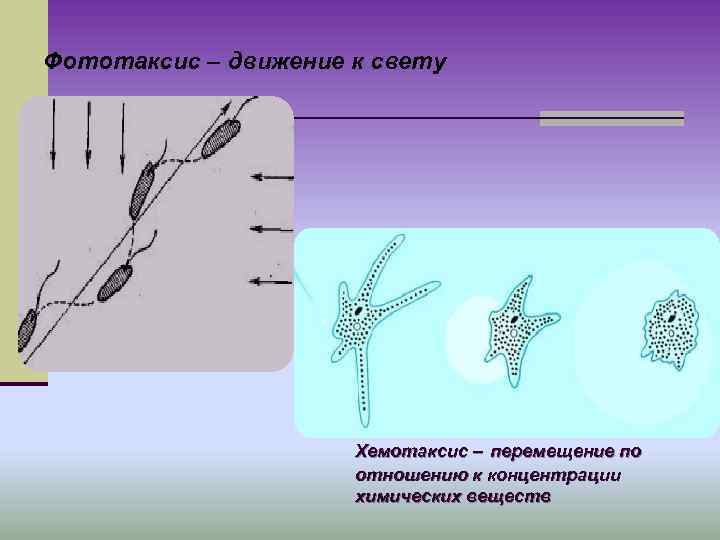 Фототаксис – движение к свету Хемотаксис – перемещение по отношению к концентрации химических веществ