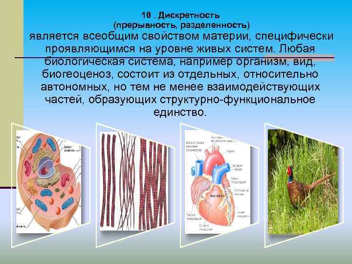 10. Дискретность (прерывность, разделенность) является всеобщим свойством материи, специфически проявляющимся на уровне живых систем.