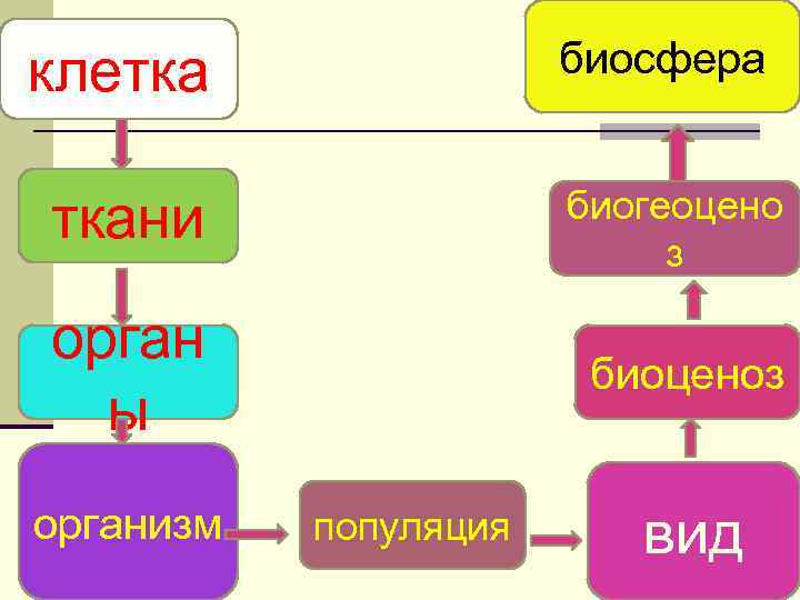 биосфера клетка ткани биогеоцено з орган ы биоценоз организм популяция вид 