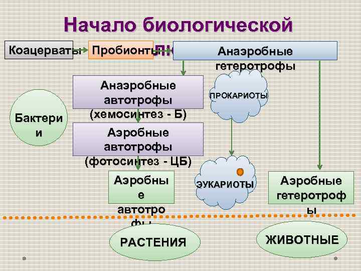 Начало биологической Коацерваты Пробионты Анаэробные эволюции… гетеротрофы Бактери и Анаэробные автотрофы (хемосинтез - Б)